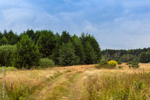 Belorussian nature in August. Forest and meadow in summer day. Clouds on a blue sky above the forest. Pine trees, earth, blue sky, rainy day, yellow dry grass. 