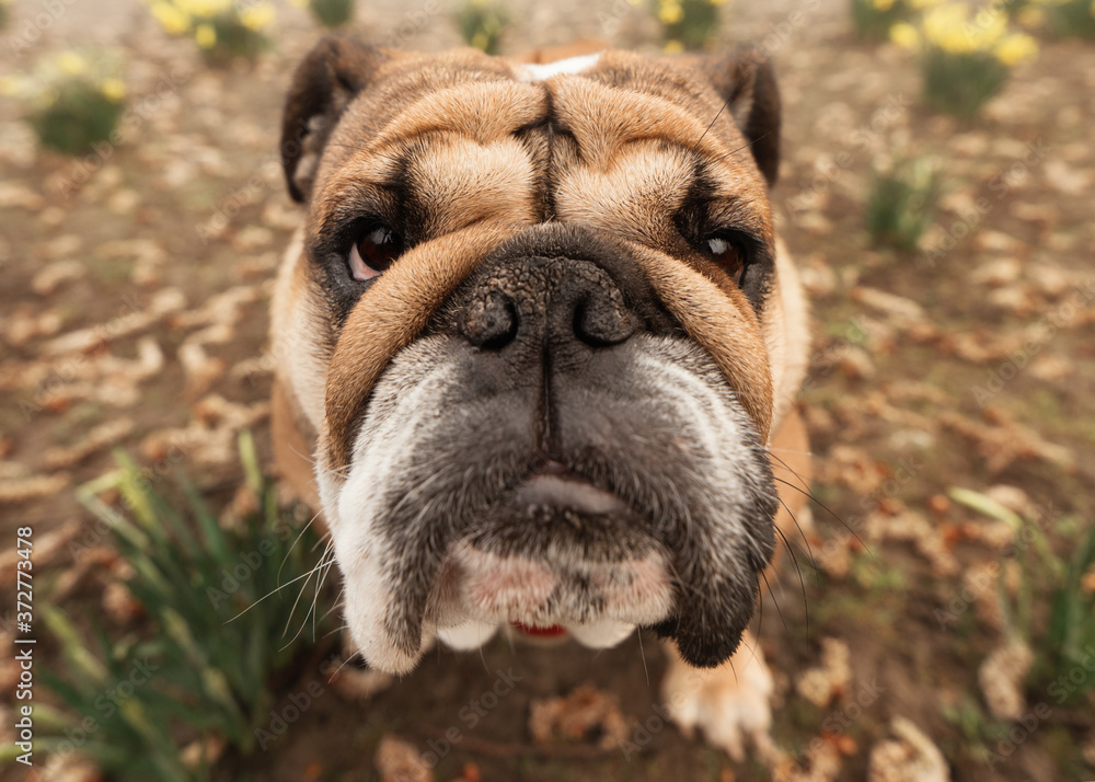 Obraz premium wide angle close up of Red English Bulldog out for a walk sitting on ground