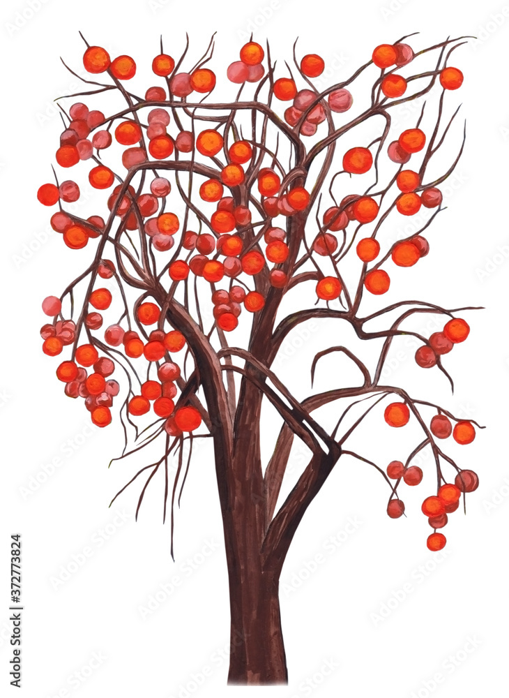Watercolor illustration of beautiful persimmon tree with sweet and orange fruit for healthy design on white isolated background Watercolor illustration of beautiful persimmon tree with sweet and orange fruit for healthy design on white isolated background