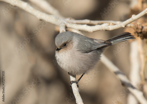 Obraz na płótnie Bushtit, tiny bird w salonie