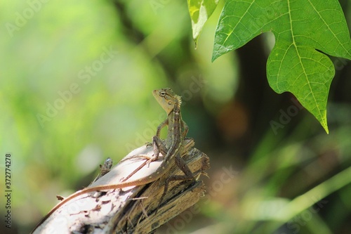 beautiful garden lizard geko close up view colorful gaden lizard in nice blurred background HD wallpaper photo