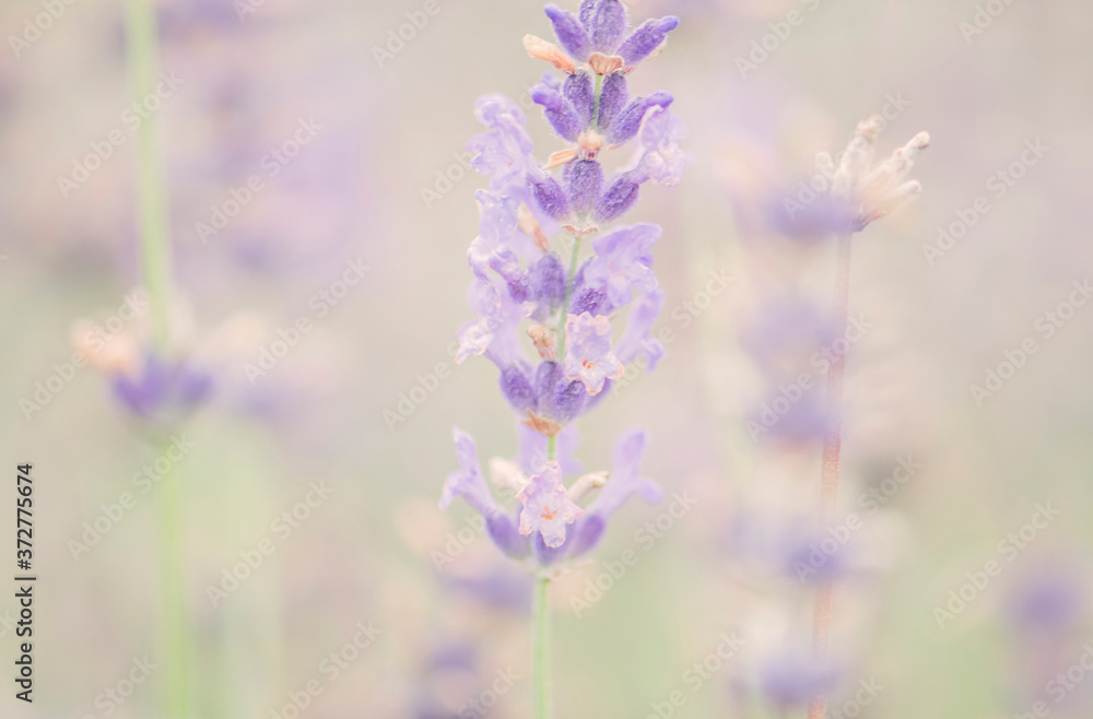 Naklejka premium Lavendel im Dunst Nahaufnahme Bokeh