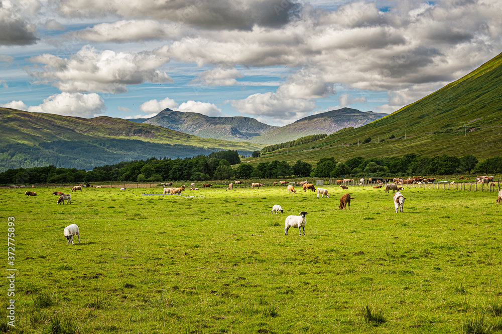 Livestock grazing on a green meadow in Scottish Highlands.