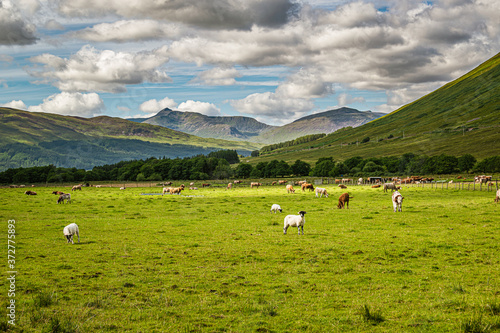 Livestock grazing on a green meadow in Scottish Highlands.