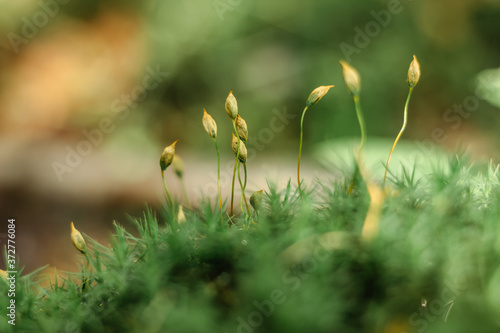 Beautiful Bright Green moss macro view. Fresh nature for wallpaper.Moss texture, background with copy space.Close up green moss, nature plant soft selective focus © Eva