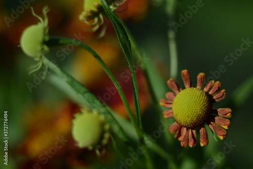 Small flowers and buds of helenium close-up in autumn