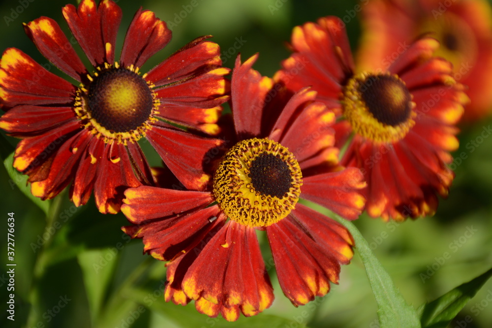 Three burgundy flowers of helenium close-up in the fall under the open sky Three burgundy flowers of helenium close-up in the fall under the open sky
