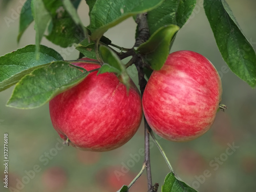 Macro of ripe red apples on an apple tree
