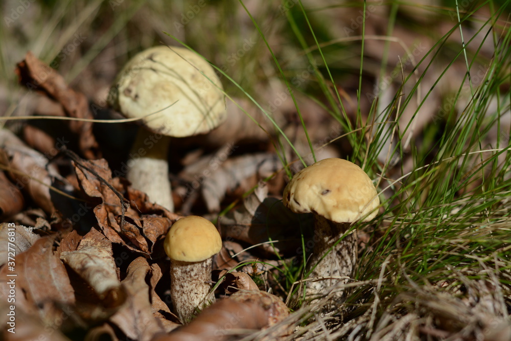 Young boletus mushrooms with light caps in the autumn forest Young boletus mushrooms with light caps in the autumn forest