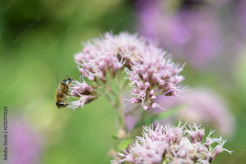 Bee collects nectar from a pink forest flower Bee collects nectar from a pink forest flower