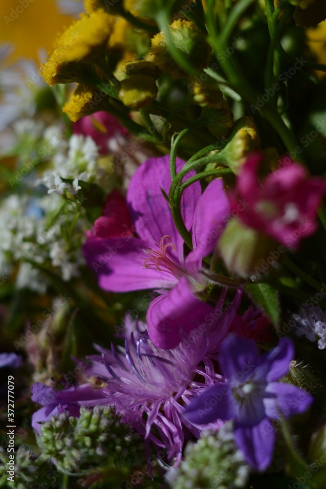 Obraz premium Forest pink, purple and yellow flowers close-up