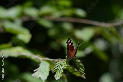 Peacock butterfly in the forest on a tree branch