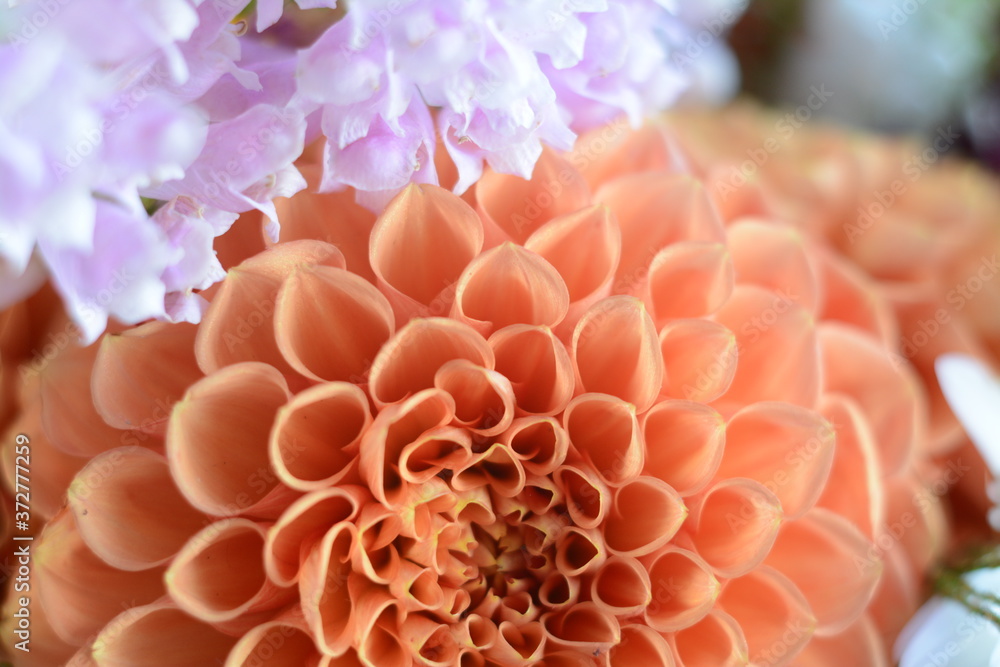 Close-up of orange tubular dahlias Close-up of orange tubular dahlias