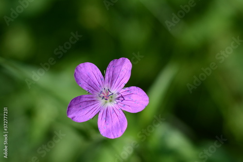 Purple isolated flower of geranium sylvaticum in forest