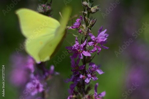 Purple lythrum forest flowers  and yellow butterfly (gonepteryx rhamni) flaps its wings on it © Olena