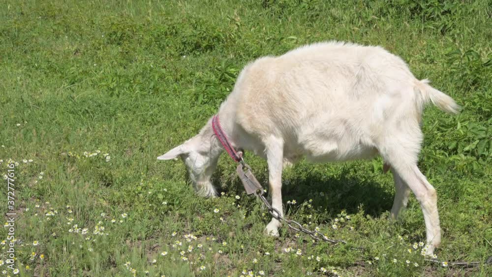 A white domestic goat with a collar grazes on a green meadow among the grass. Livestock in rural areas A white domestic goat with a collar grazes on a green meadow among the grass. Livestock in rural areas