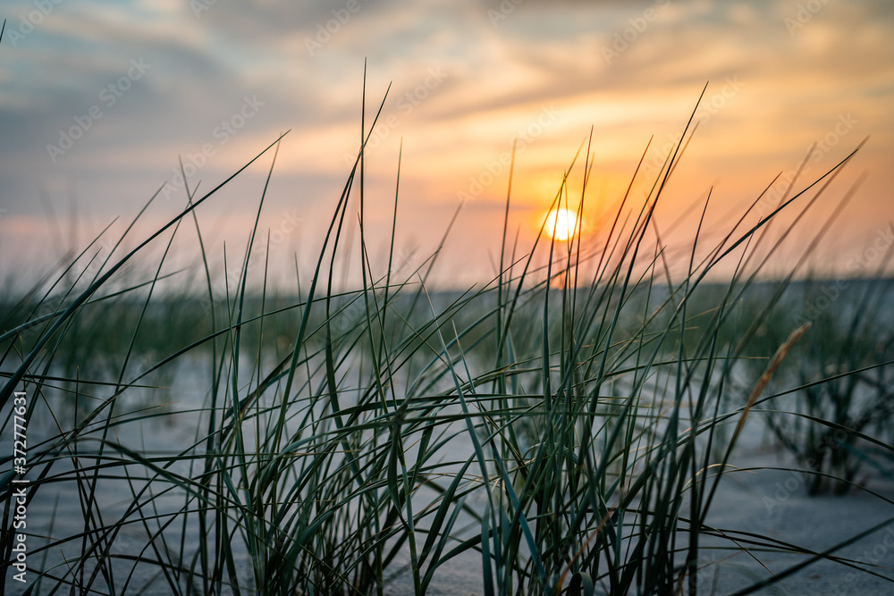 Dünengras im Sonnenuntergang Dünengras im Sonnenuntergang
