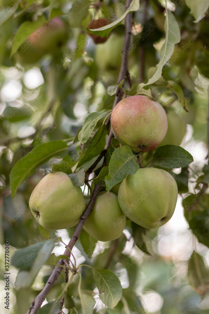 Green red ripe fruit on an apple tree in daylight.