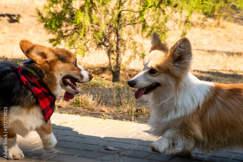 Welsh corgi. Orange dogs. Royal shepherd dog breed