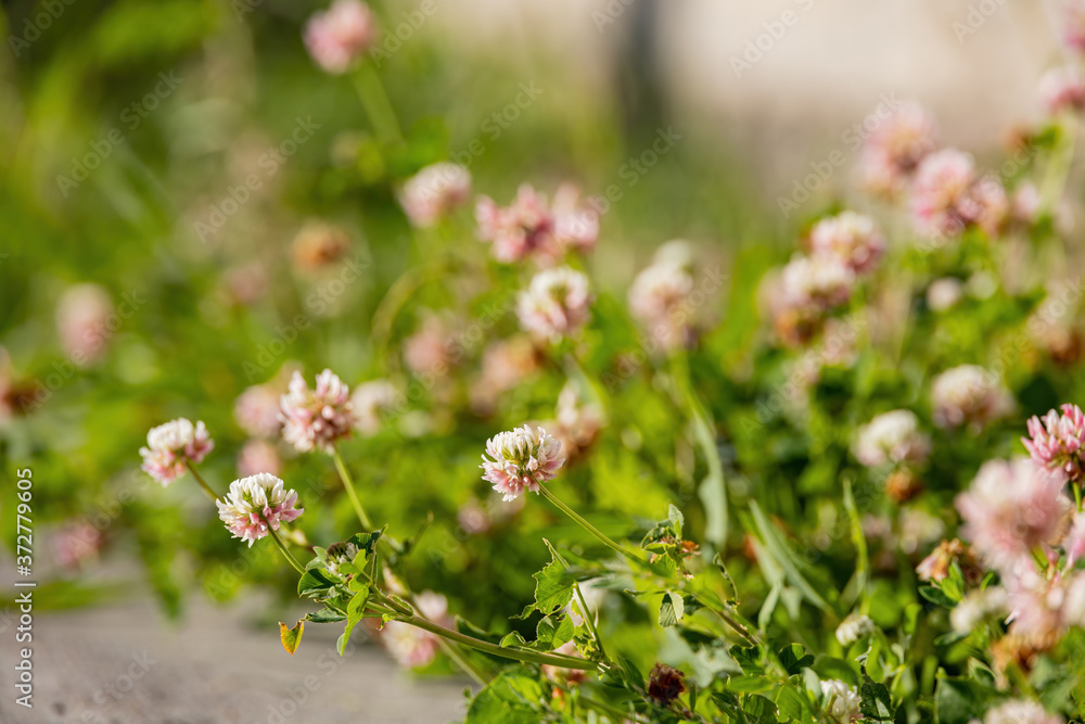 Close up shot of the beautiful white clover blossom Close up shot of the beautiful white clover blossom
