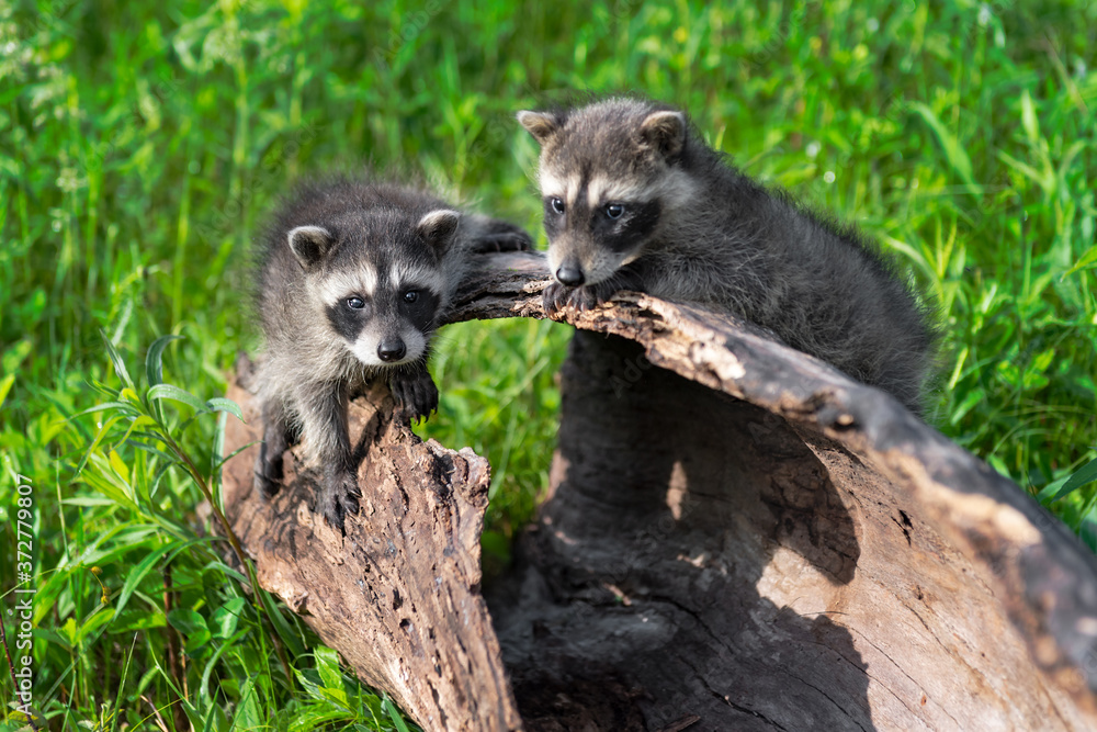 Fototapeta premium Raccoons (Procyon lotor) Peer Out From Atop Log Summer
