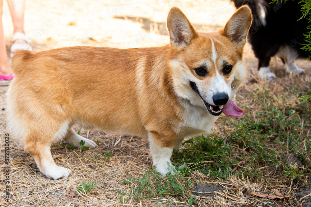 Welsh corgi. Orange dogs. Royal shepherd dog breed Welsh corgi. Orange dogs. Royal shepherd dog breed