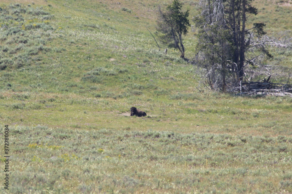 Bisons in Yellowstone National Park. Bisons in Yellowstone National Park.