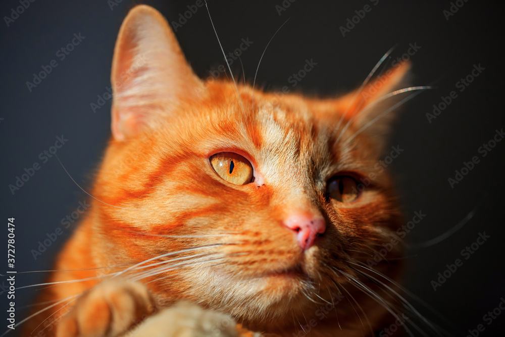 close up portrait of red cat with yellow eyes.