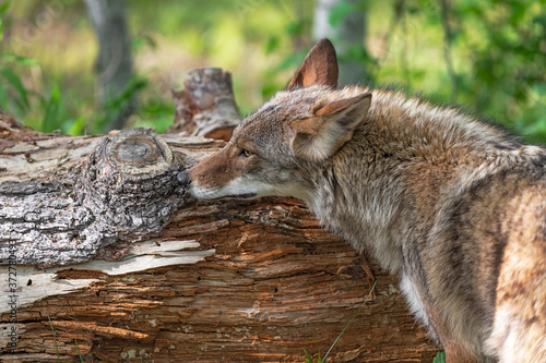 Adult Coyote (Canis latrans) Sniffs at Log Summer © geoffkuchera