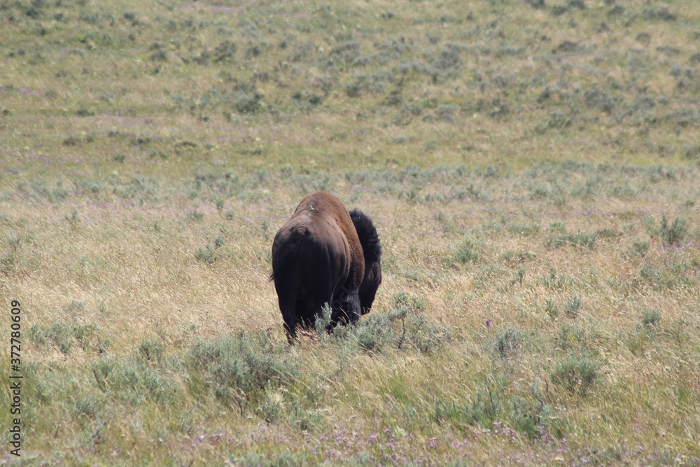 Bisons in Yellowstone National Park.