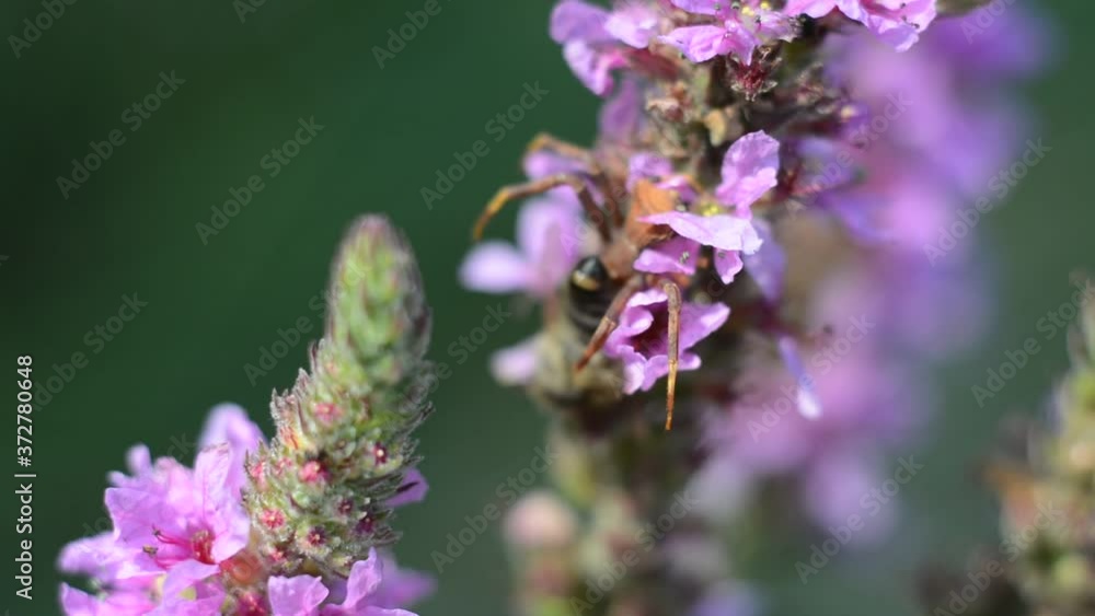 Bee and spider on purple forest flower Bee and spider on purple forest flower