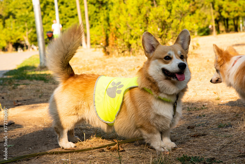 Welsh corgi. Orange dogs. Royal shepherd dog breed