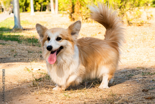 Welsh corgi. Orange dogs. Royal shepherd dog breed