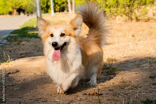 Welsh corgi. Orange dogs. Royal shepherd dog breed