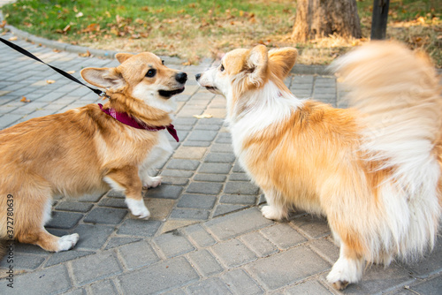 Welsh corgi. Orange dogs. Royal shepherd dog breed