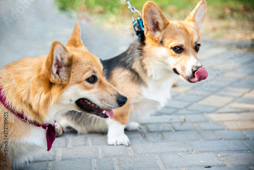 Welsh corgi. Orange dogs. Royal shepherd dog breed