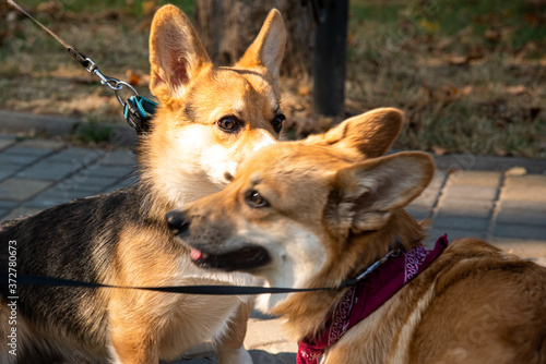 Welsh corgi. Orange dogs. Royal shepherd dog breed