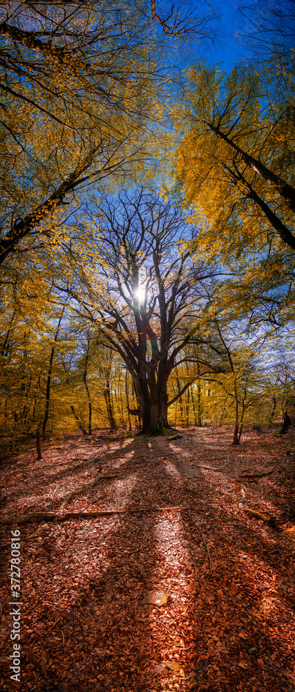 Fototapeta premium Großer alter Baum am Abend