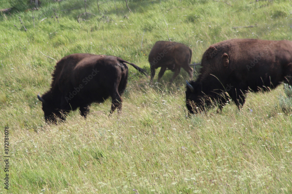 Bisons in Yellowstone National Park.