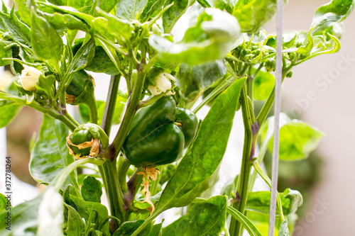 Billede på lærred Sweet peppers ripening on a pepper plant in the sunlight; Pepper plant with gree