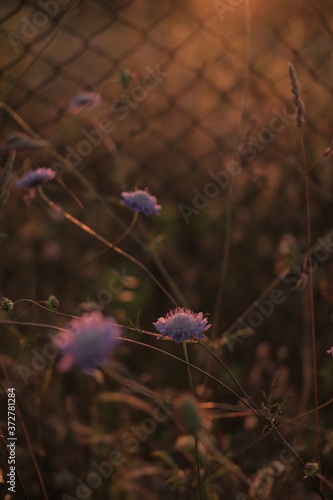 Flowers Near Fence at Sunset