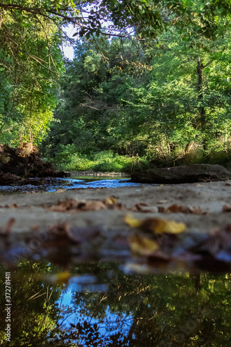 river in the forest