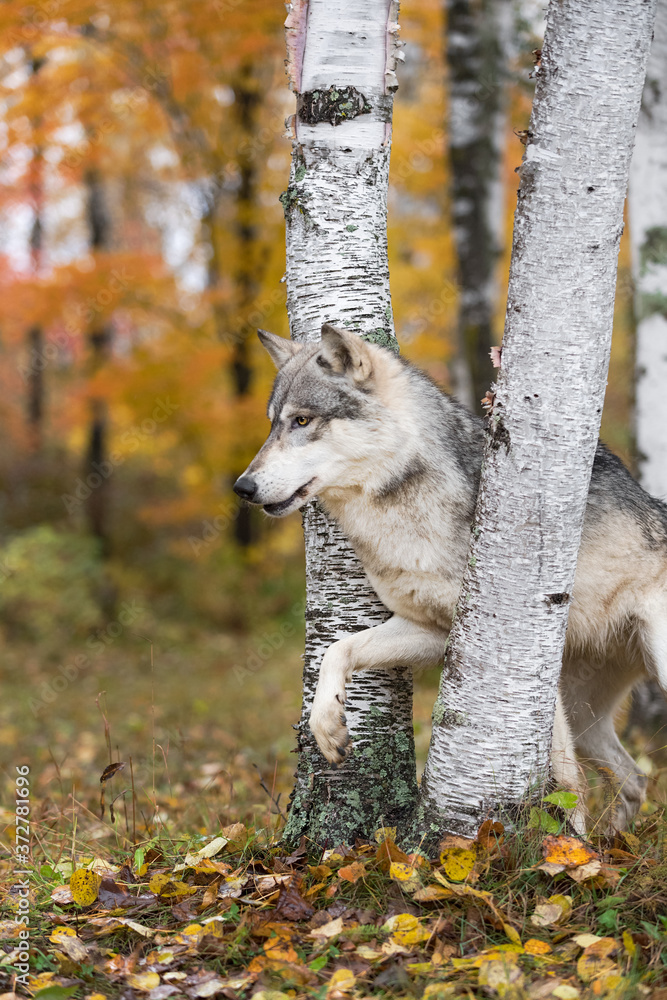 Grey Wolf (Canis lupus) Steps Forward Between Birch Trees Autumn Grey Wolf (Canis lupus) Steps Forward Between Birch Trees Autumn