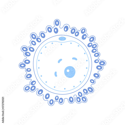 Egg cell anatomy