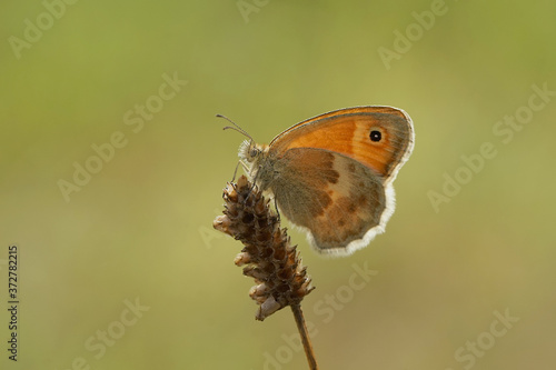 Nahansicht eines Schmetterlings - Kleines Wiesenvögelchen © Revilo Lessen