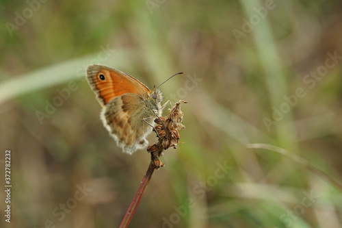 Nahansicht eines Schmetterlings - Kleines Wiesenvögelchen © Revilo Lessen