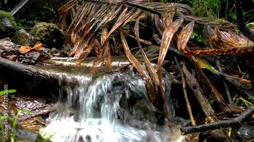 Stream running through ecuadorian cloudforest, Chocó Andino de Pichincha Biosphere Reserve, Ecuador