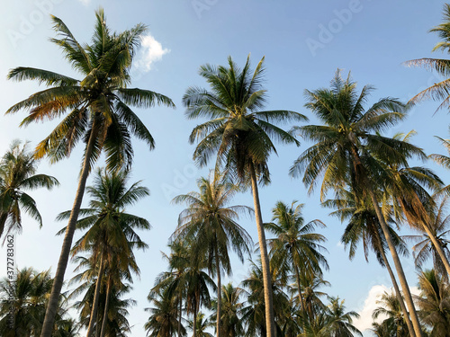 Beautiful tropical view on Ko Lanta island  in Thailand. Cloudy blue sky and exotic high palms. Postcard landscape.