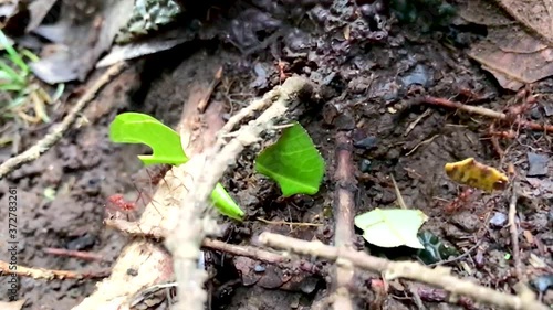 Leaf-cutter ants located deep in the Amazon rainforest of Ecuador photo