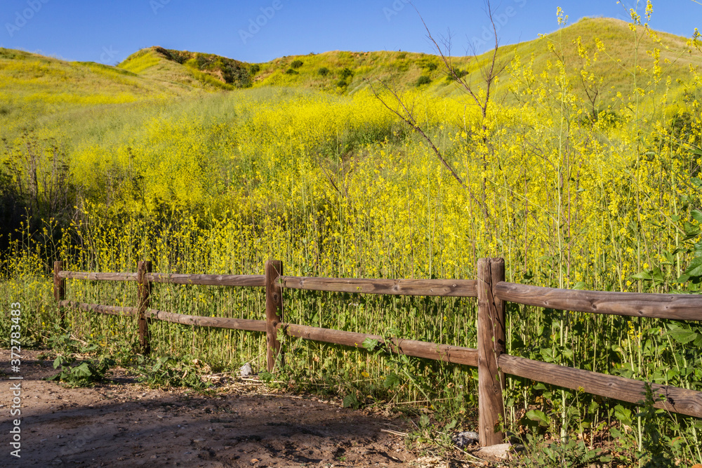 A fence and hill covered in flowers at Chino Hills State Park, California